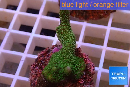 Montipora digitata green 3-4 cm WYSIWYG acclimaté