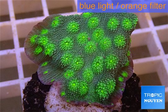 Echinopora lamellosa green spot 3-4 cm WYSIWYG acclimaté