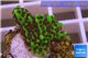 Montipora green & purple polyps 2-3 cm WYSIWYG acclimaté