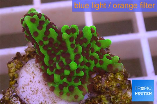 Montipora green & purple polyps 2-3 cm WYSIWYG acclimaté