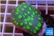 Echinopora lamellosa green spot 3-4 cm WYSIWYG acclimaté