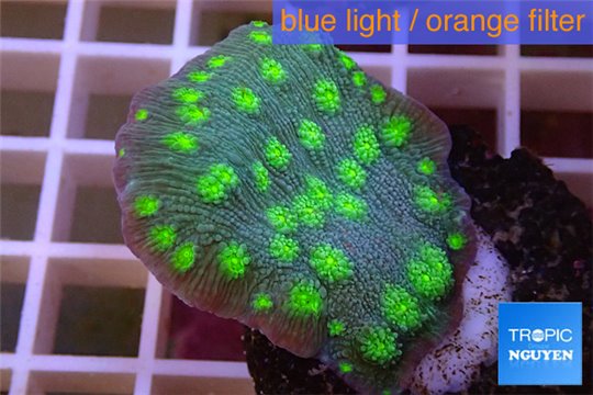 Echinopora lamellosa green spot 3-4 cm WYSIWYG acclimaté