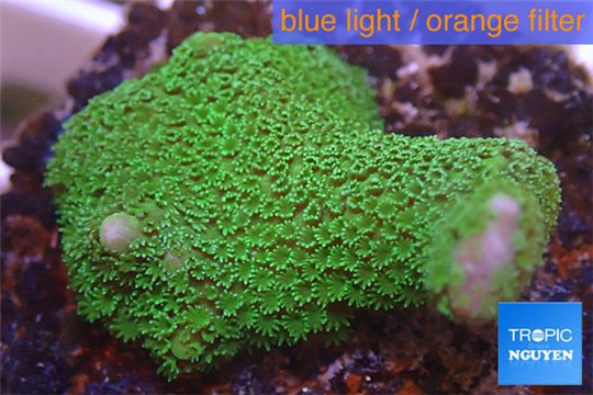 Montipora digitata green 2-4 cm WYSIWYG acclimaté