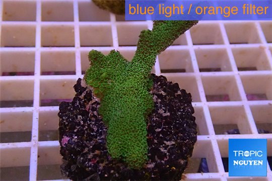 Montipora digitata green 3-5 cm WYSIWYG acclimaté