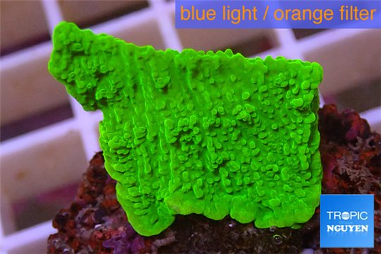 Montipora green plate 2-4 cm WYSIWYG acclimaté