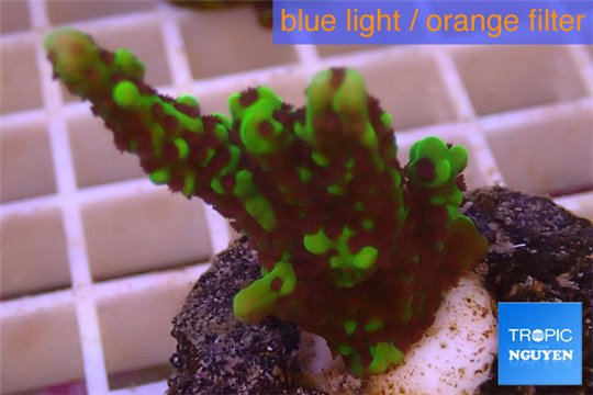 Montipora green & purple polyps 2-3 cm WYSIWYG acclimaté