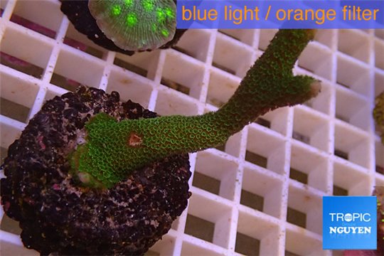 Montipora digitata green 4-5 cm WYSIWYG acclimaté