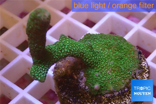 Montipora digitata green 3-5 cm WYSIWYG acclimaté