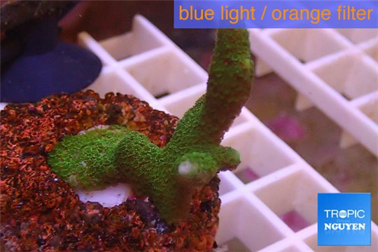 Montipora digitata green 3-5 cm WYSIWYG acclimaté