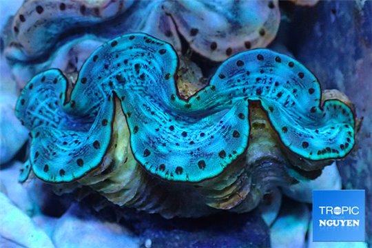 Tridacna maxima green blue breeding 5-6 cm WYSIWYG acclimaté