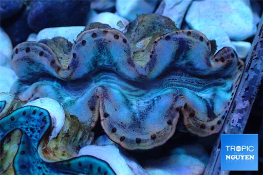 Tridacna maxima blue breeding 5-6 cm WYSIWYG acclimaté