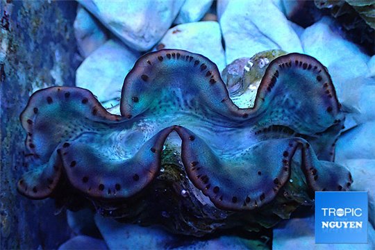 Tridacna maxima green blue breeding 5-6 cm WYSIWYG acclimaté