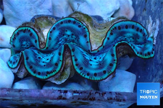 Tridacna maxima blue breeding 5-6 cm WYSIWYG acclimaté