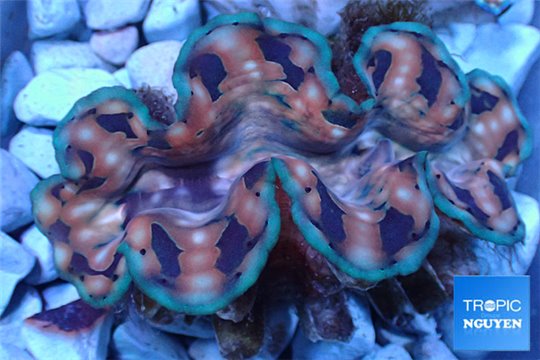 Tridacna squamosa blue line 6-8 cm WYSIWYG acclimaté