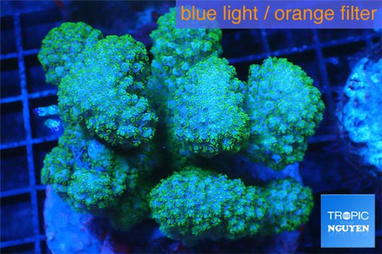 Pocillopora verrucosa pink & green 7-11 cm WYSIWYG acclimaté