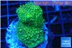 Acropora green premium 3-4 cm WYSIWYG acclimaté