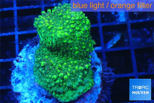 Acropora green premium 3-4 cm WYSIWYG acclimaté