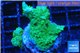 Acropora green purple premium 3-4 cm WYSIWYG acclimaté