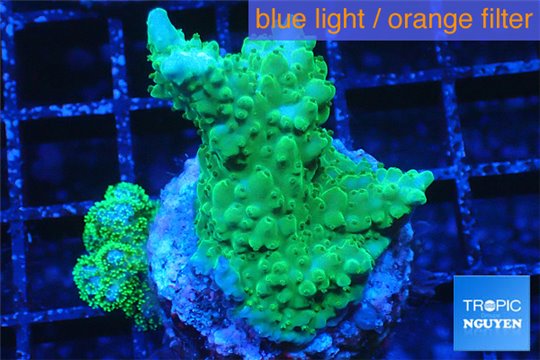 Acropora green purple premium 3-4 cm WYSIWYG acclimaté