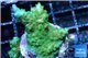 Acropora green purple premium 3-4 cm WYSIWYG acclimaté