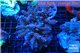 Acropora tenuis purple blue 8-12 cm WYSIWYG acclimaté