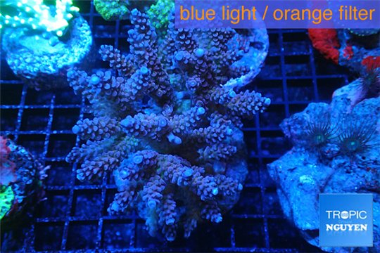 Acropora tenuis purple blue 8-12 cm WYSIWYG acclimaté