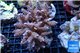 Acropora tenuis purple blue 8-12 cm WYSIWYG acclimaté