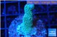 Montipora digitata green 2-4 cm WYSIWYG acclimaté