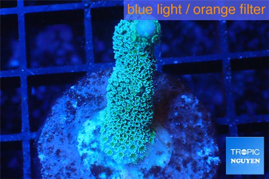 Montipora digitata green 2-4 cm WYSIWYG acclimaté