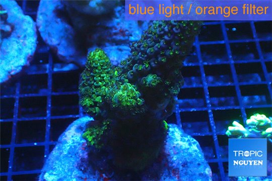 Acropora green 7-10 cm WYSIWYG acclimaté