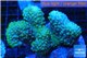 Pocillopora verrucosa pink & green 7-10 cm WYSIWYG acclimaté