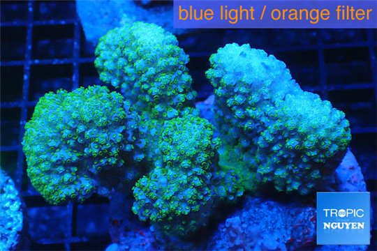 Pocillopora verrucosa pink & green 7-10 cm WYSIWYG acclimaté