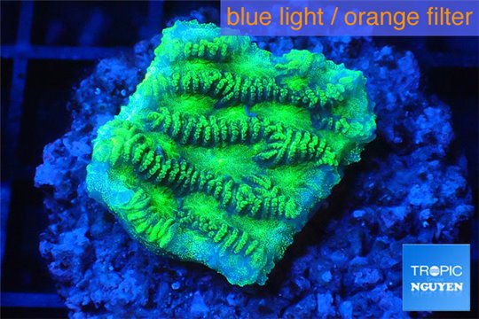 Merulina neon green 1-2 cm WYSIWYG acclimaté