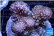 Pocillopora verrucosa pink & green 7-10 cm WYSIWYG acclimaté