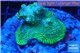 Acropora green base rock 5-7 cm WYSIWYG acclimaté