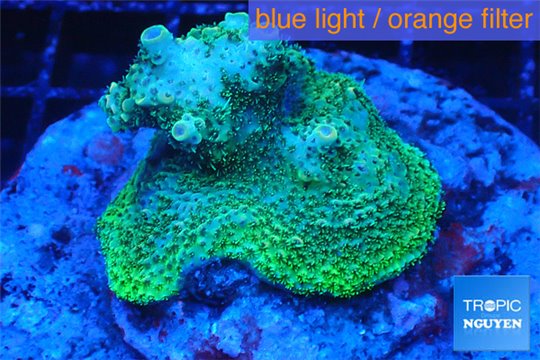 Acropora green base rock 5-7 cm WYSIWYG acclimaté