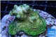 Acropora green base rock 5-7 cm WYSIWYG acclimaté