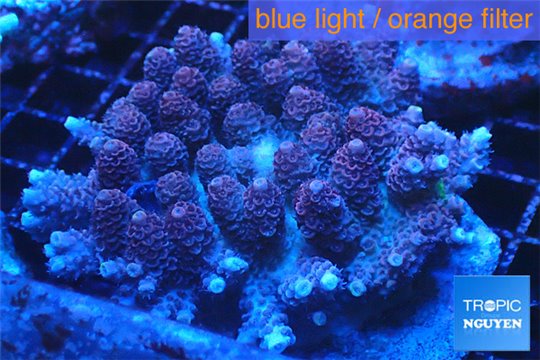 Acropora hyacinthus pink 8-13 cm WYSIWYG acclimaté