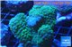 Acropora verrucosa green 6-9 cm WYSIWYG acclimaté