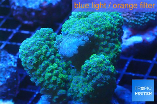 Acropora verrucosa green 6-9 cm WYSIWYG acclimaté