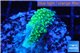 Acropora green 2 cm WYSIWYG acclimaté