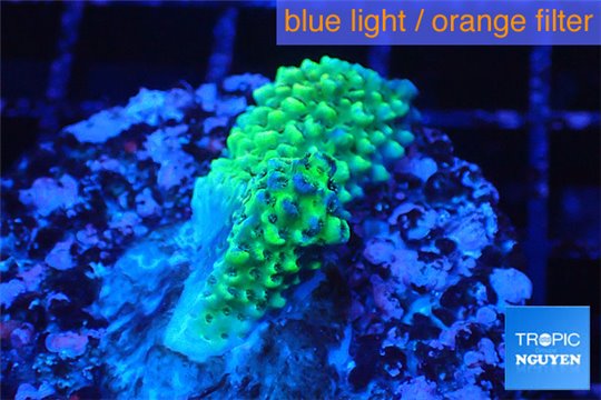 Acropora green 2 cm WYSIWYG acclimaté