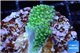 Acropora green 2 cm WYSIWYG acclimaté