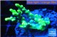 Acropora aculeus neon lemon green Australia 2-4 cm WYSIWYG acclimaté