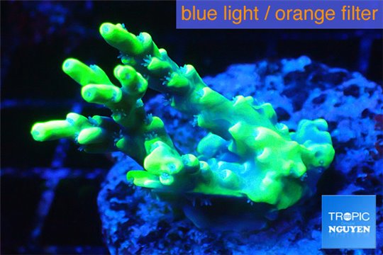 Acropora aculeus neon lemon green Australia 2-4 cm WYSIWYG acclimaté