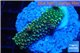 Acropora green 2-3 cm WYSIWYG acclimaté