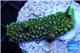 Acropora green 2-3 cm WYSIWYG acclimaté