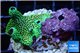 Porites green 2-4 cm WYSIWYG acclimaté