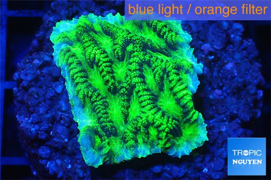 Merulina neon green 2-3 cm WYSIWYG acclimaté