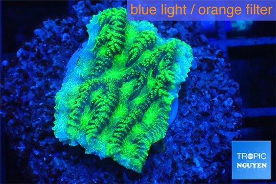 Merulina neon green 2-4 cm WYSIWYG acclimaté